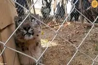 (ویدئو) پلنگ برفی پس از کشتن ۳۰ دام زنده‌گیری شد