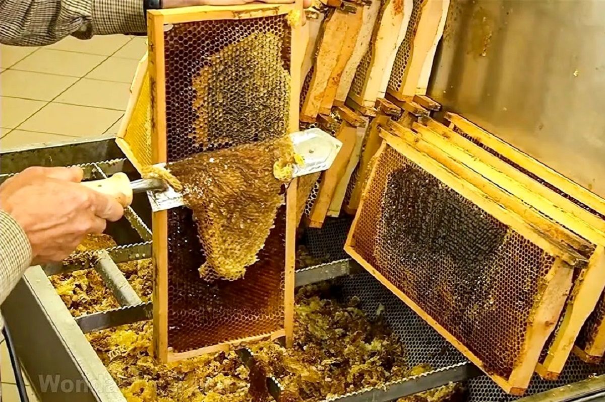 (ویدئو) فرایند شگفت انگیز تولید و برداشت عسل در کندو؛ بسته بندی عسل در کارخانه از نمای نزدیک