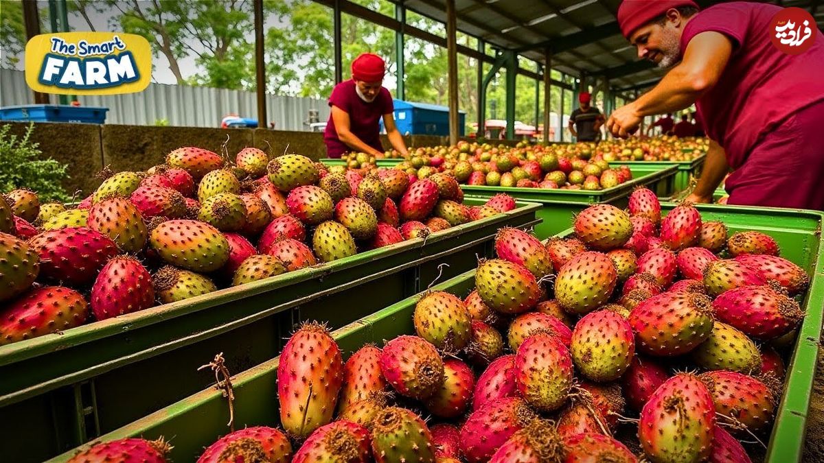ببینید؛ نگاهی نزدیک به مراحل برداشت میوه کاکتوس در مزارع مکزیک