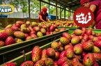 ببینید؛ نگاهی نزدیک به مراحل برداشت میوه کاکتوس در مزارع مکزیک 