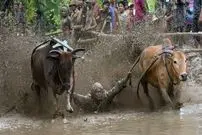 تصاویر| برگزاری یک مسابقه عجیب در مزارع برنج!