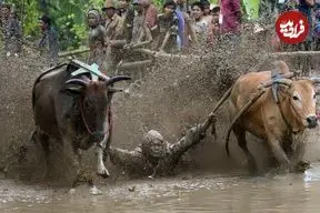 تصاویر| برگزاری یک مسابقه عجیب در مزارع برنج!