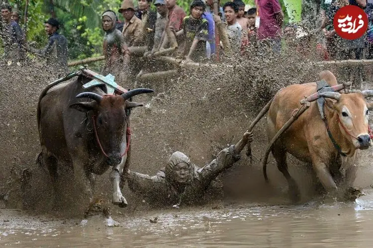 تصاویر| برگزاری یک مسابقه عجیب در مزارع برنج!