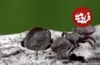 تصاویر| شغل عجیب این مورچه ها: تمام روز سرت را توی سوراخ نگه دار! 
