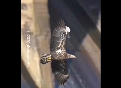 ( ویدیو) حمله ی غافلگیرانه شاهین به عقاب در آسمان 