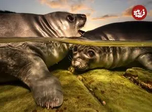 برندگان مسابقه عکاسی زیر آب ۲۰۲۶؛ از تولیدمثل مرجان‌ها تا بازی فوک‌ها