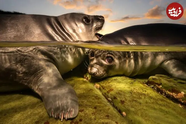 برندگان مسابقه عکاسی زیر آب ۲۰۲۶؛ از تولیدمثل مرجان‌ها تا بازی فوک‌ها