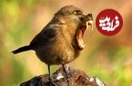 تصاویر؛ جانوران خیالی «دورگه» که هنرمند آمریکایی خلق کرده است
