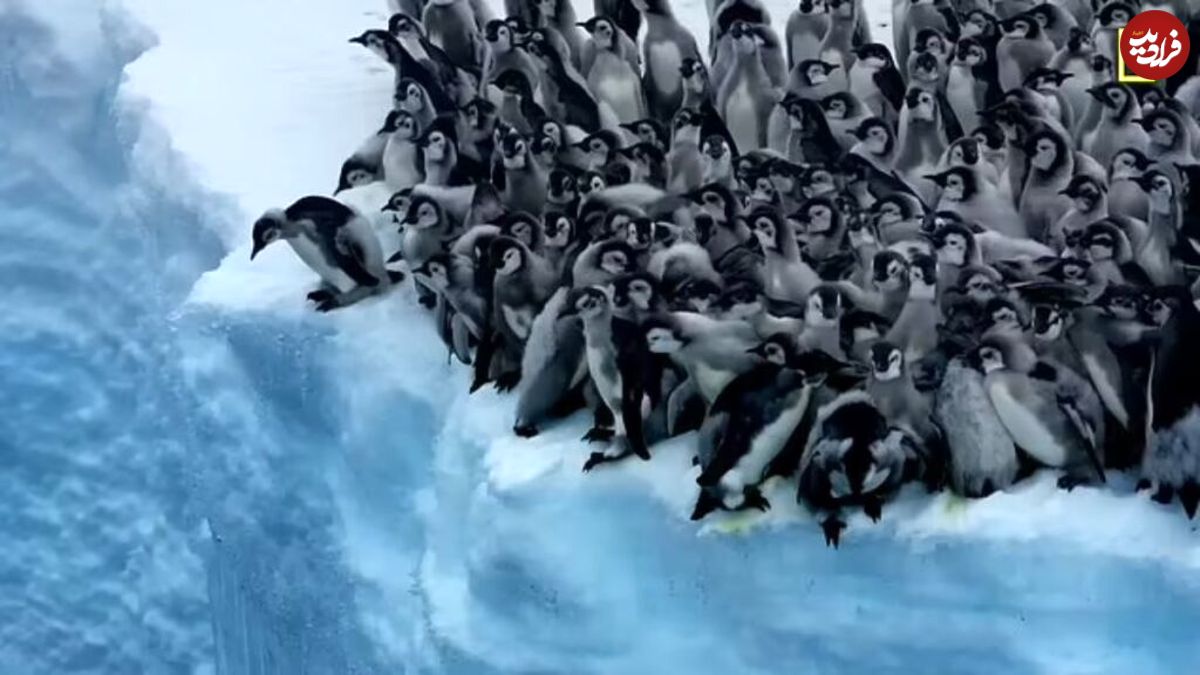 (ویدئو) لحظه‌ی دلهره‌آور و در عین حال بامزه‌‌ی اولین شیرجه و شنای جوجه پنگوئن‌ها 