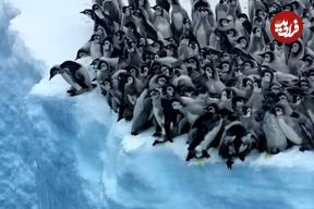 (ویدئو) لحظه‌ی دلهره‌آور و در عین حال بامزه‌‌ی اولین شیرجه و شنای جوجه پنگوئن‌ها 