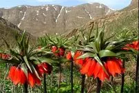 لاله‌های واژگون زاگرس در خطر؛ طبیعت ایلام چشم به راه مهربانی است