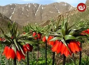 لاله‌های واژگون زاگرس در خطر؛ طبیعت ایلام چشم به راه مهربانی است