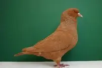 (تصاویر) کارنو؛ کبوتر عظیم الجثه فرانسوی که دومین کبوتر بزرگ دنیاست