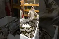 (ویدئو) رفتار مادرانه مار غول پیکر برای محفاظت از تخم هایش در برابر دزدی