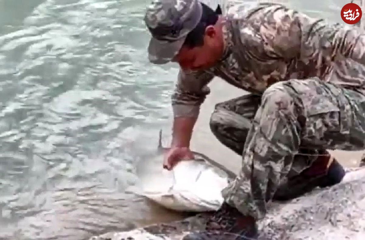 (ویدئو) لحظه صید ماهی غول پیکر سونگ در رودخانه های ایران