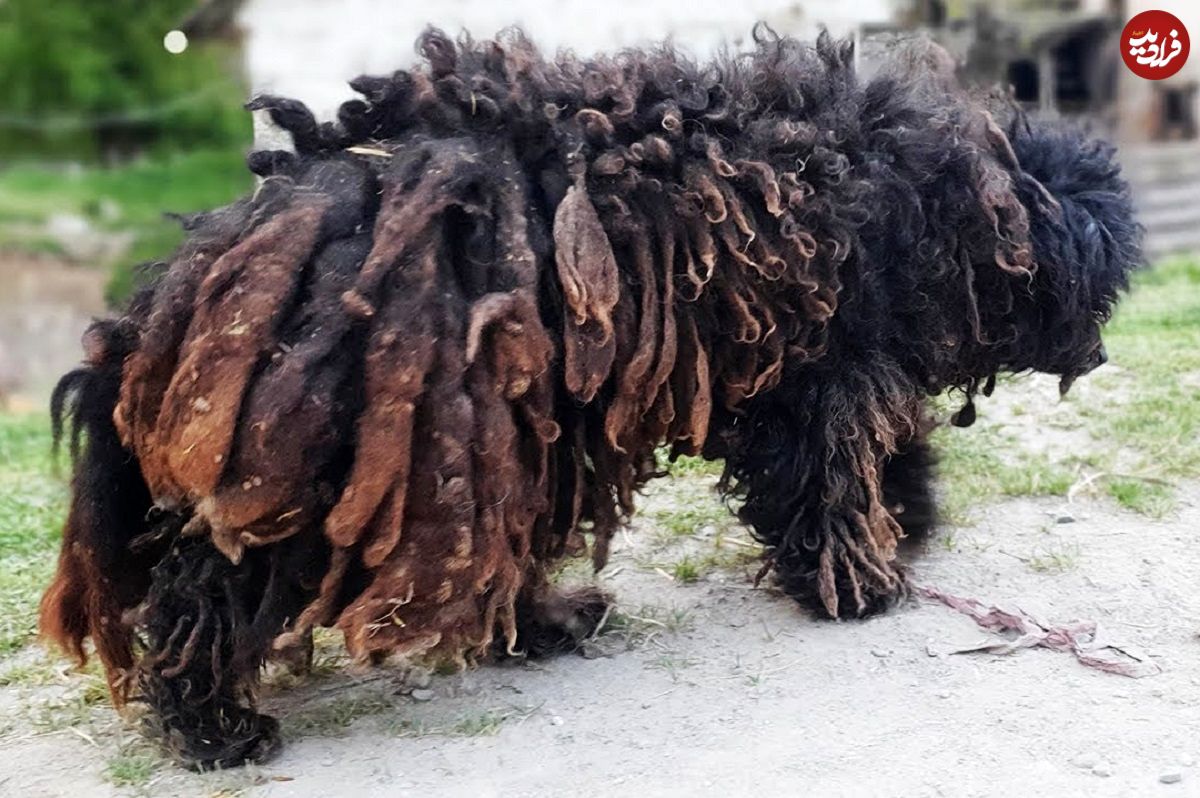 (ویدئو) عملیات نجات سگ خیابانی از شر موهای سنگی چند ساله؛ این سگ یک شبه مشهور شد