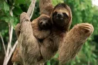 آهسته، اما برنده؛ کندترین حیوان دنیا کدام است؟