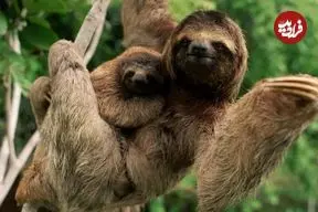 آهسته، اما برنده؛ کندترین حیوان دنیا کدام است؟