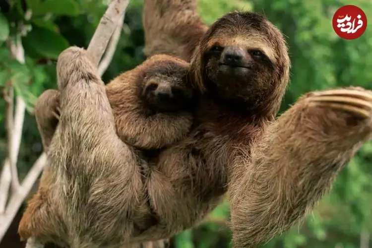 آهسته، اما برنده؛ کندترین حیوان دنیا کدام است؟