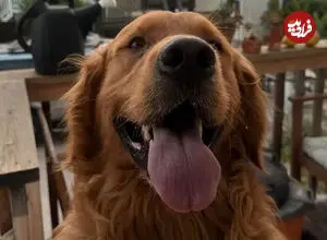 ببینید| یک سگ با اسباب‌بازی به استقبال سارق رفت!
