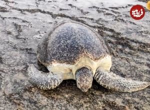 (ویدئو) لاک‌پشت‌های دریایی به دلیل کمبود نر در خطر انقراض هستند