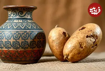 عکس| راز امنیت غذایی اینکاها؛ کشف سیب‌زمینی‌های خشک‌شده ۵۰۰ ساله در پرو