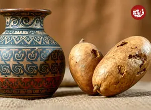 عکس| راز امنیت غذایی اینکاها؛ کشف سیب‌زمینی‌های خشک‌شده ۵۰۰ ساله در پرو