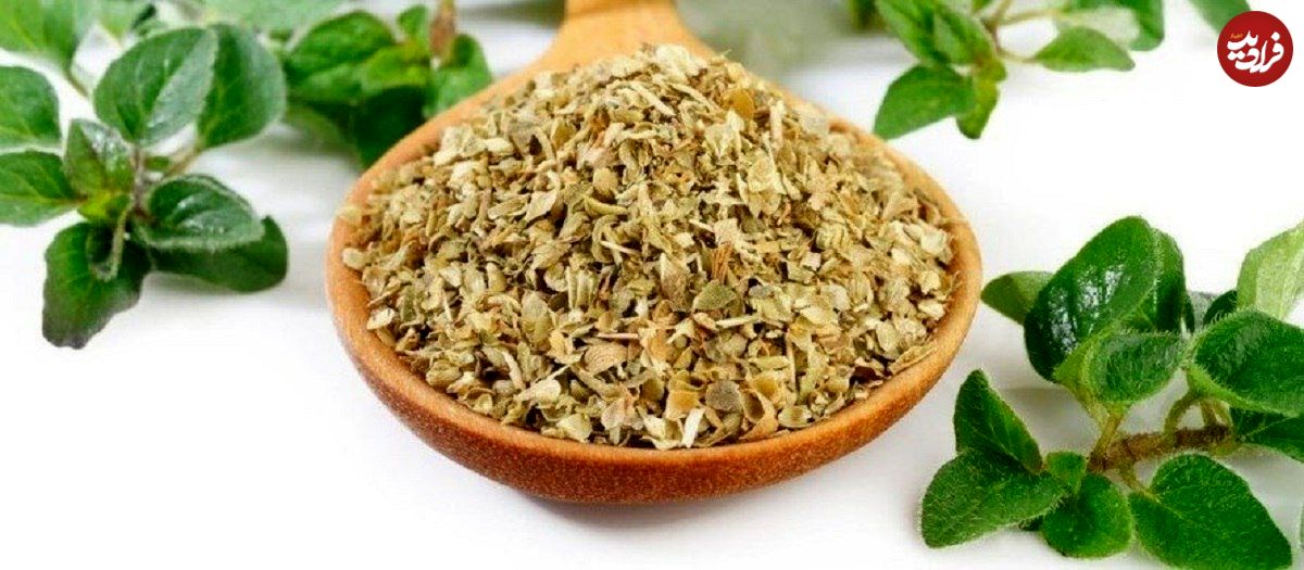 معرفی ادویه اورگانو و خواص آن