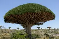 (تصاویر) خون اژدها ؛ درختی عجیب در یمن که خون می دهد!
