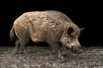 تصاویر؛ گراز اروپایی؛ گراز ۲۰۰ کیلویی همه‌ چیز خوار با خرطوم کشیده و هوش بالا که می‌تواند کیلومتر‌ها شنا کند