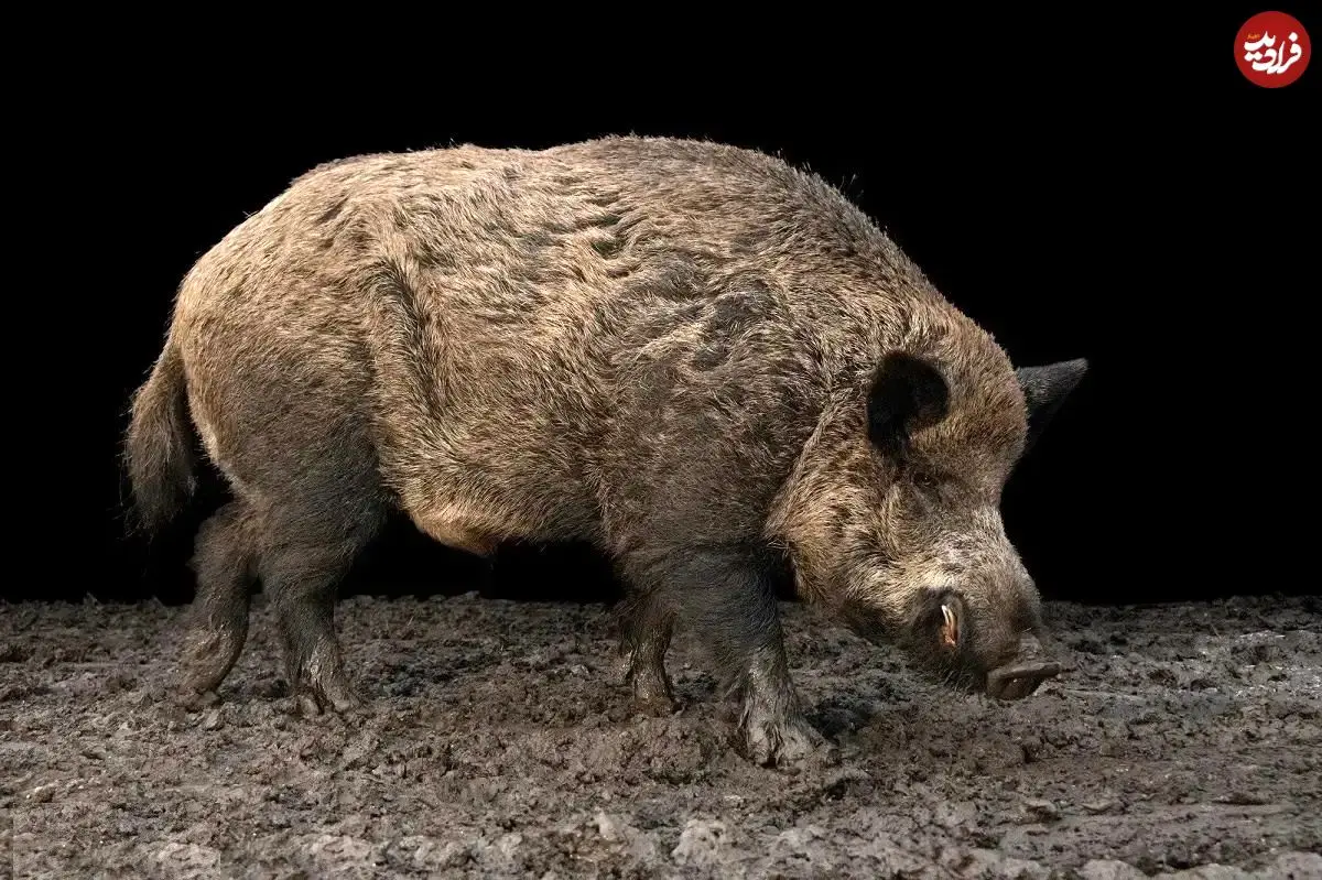 تصاویر؛ گراز اروپایی؛ گراز ۲۰۰ کیلویی همه‌ چیز خوار با خرطوم کشیده و هوش بالا که می‌تواند کیلومتر‌ها شنا کند