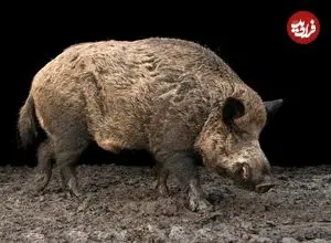 تصاویر؛ گراز اروپایی؛ گراز ۲۰۰ کیلویی همه‌ چیز خوار با خرطوم کشیده و هوش بالا که می‌تواند کیلومتر‌ها شنا کند