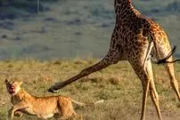 ببینید| صحنه‌ای تأثربرانگیز از حیات‌وحش؛ زرافه مادر از بچه مرده‌اش دفاع کرد