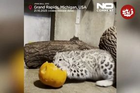 ببینید| وقتی توله پلنگ برفی برای نخستین بار کدو تنبل می‌بیند