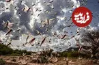 ببینید| هجوم گسترده ملخ‌ها به داغستان
