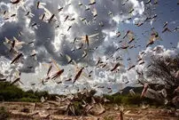 ببینید| هجوم گسترده ملخ‌ها به داغستان