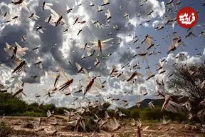 ببینید| هجوم گسترده ملخ‌ها به داغستان