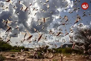 ببینید| هجوم گسترده ملخ‌ها به داغستان