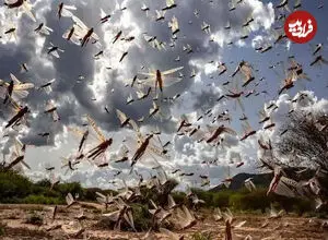 ببینید| هجوم گسترده ملخ‌ها به داغستان