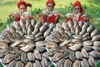 ببینید| غذای روستایی در هند؛ پخت خوراک کاری با ماهی تیلاپیا توسط 3 پدربزرگ روستایی