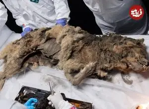 توله گرگ ۱۴ هزار ساله‌ای که آخرین وعدۀ غذایش «کرگدن پشمالو» بود