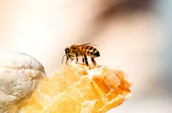 زنبور عسل چگونه عسل تولید می کند؟