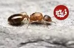 انگلی که عمر میزبانش را ۱۰ برابر می‌کند!