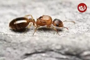 انگلی که عمر میزبانش را ۱۰ برابر می‌کند!
