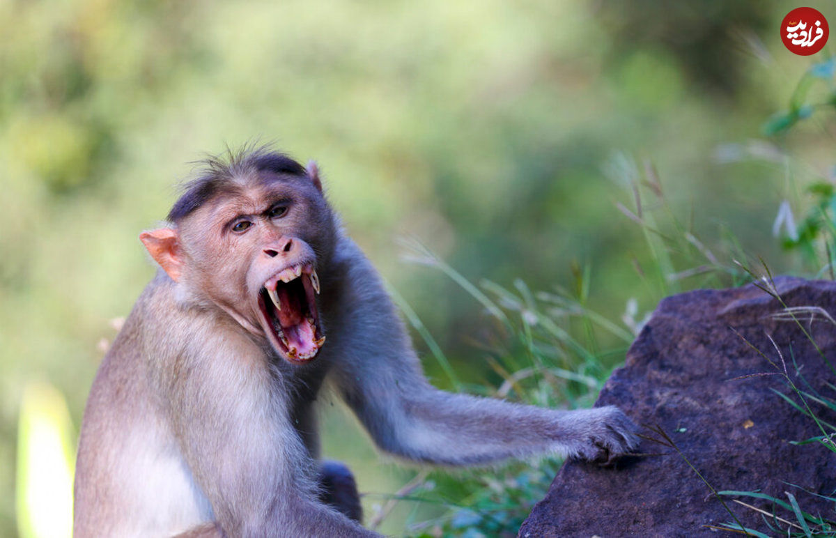 ماجرای عجیب قتل عام ده‌ها سگ‌ توسط چند میمون