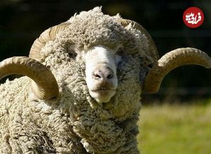 (تصاویر) گوسفند «مرینوس»؛ گوسفندی به گرانی الماس که صادرات آن اعدام داشت! 