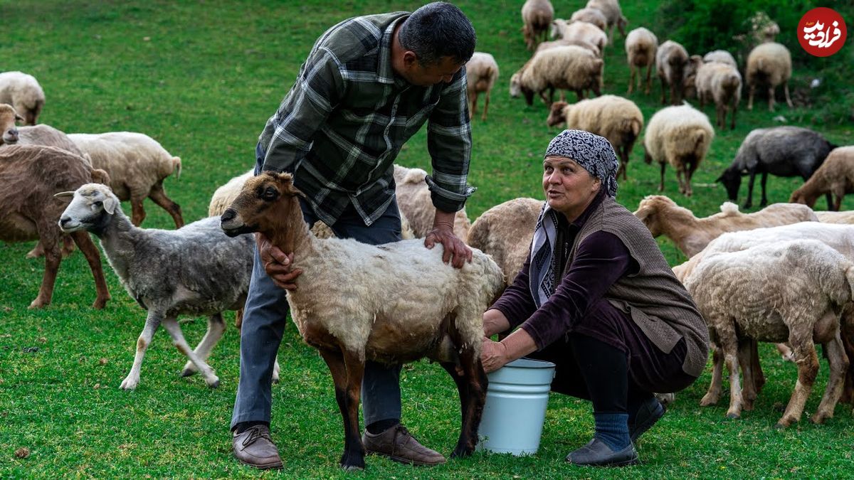 ببینید؛ غذای روستایی در آذربایجان؛ تهیه پنیر سنتی قفقازی با شیر تازه گوسفند