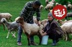 ببینید؛ غذای روستایی در آذربایجان؛ تهیه پنیر سنتی قفقازی با شیر تازه گوسفند
