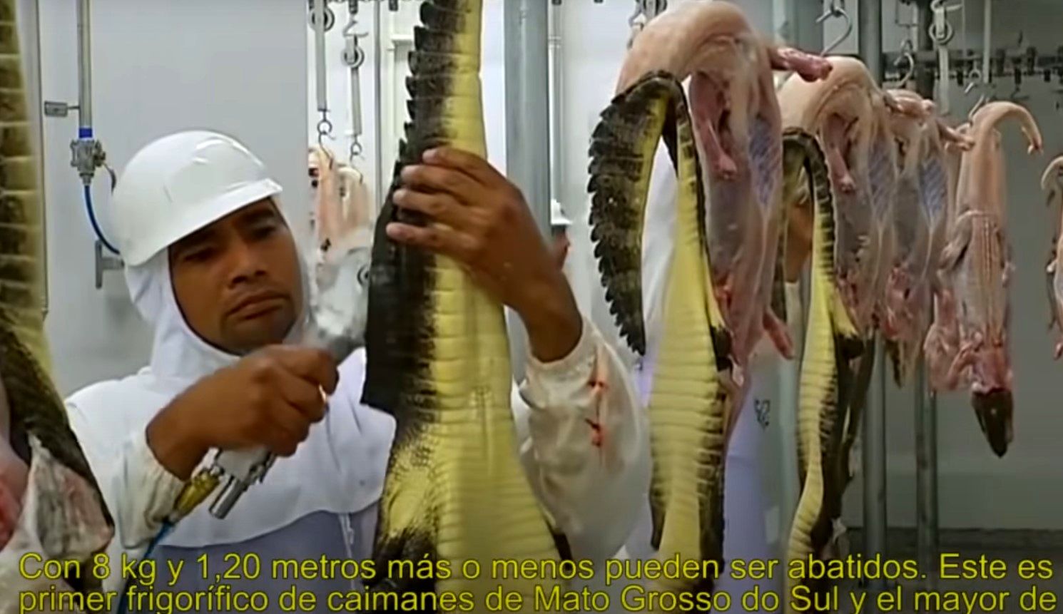 (ویدئو) فرآیند پرورش کروکودیل؛ برش زدن و بسته بندی گوشت تمساح در کارخانه برزیلی