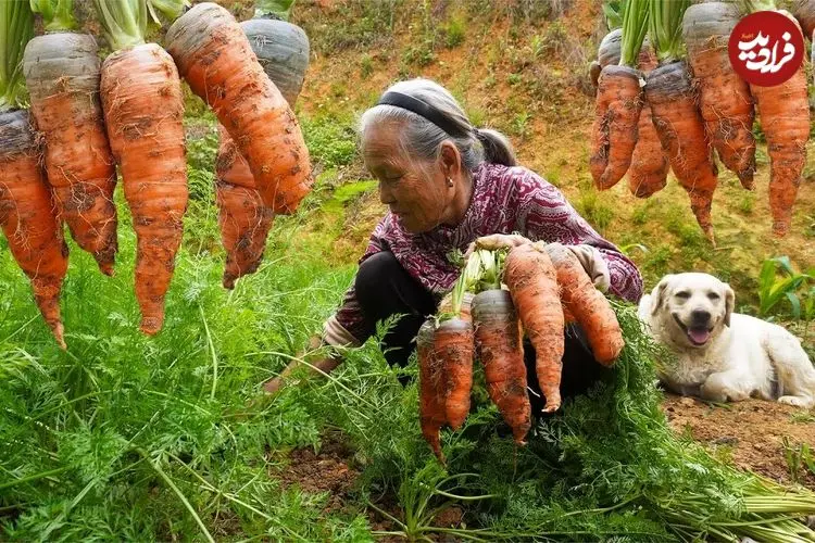 ببینید| غذای روستایی در چین؛ برداشت هویج از مزرعه و پخت غذا با آن در طبیعت